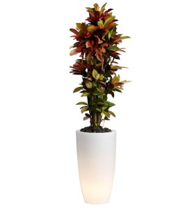 Croton Petra branching in illuminating planter overall height 2m